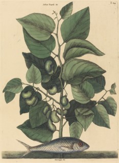 The Pilchard (Argentina carolina), published 1731-1743.