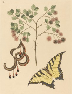 Cat's Claw (Mimosa circinalis), published 1731-1743.