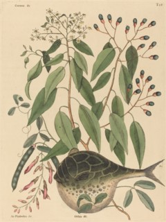 The Globe Fish (Tetrodon lagocephalus), published 1731-1743.