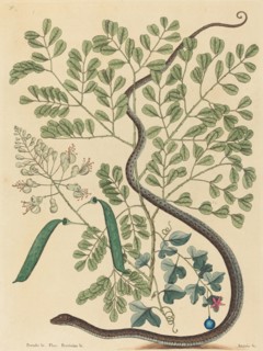 The Spotted Ribbon Snake (Coluber nebulosus?), published 1731-1743.