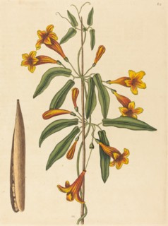 Cross-vine (Bignonia capreolata), published 1754.