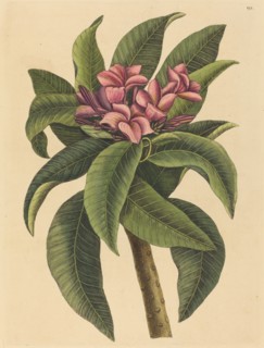 Red Frangipanni (Plumeria rubra), published 1731-1743.