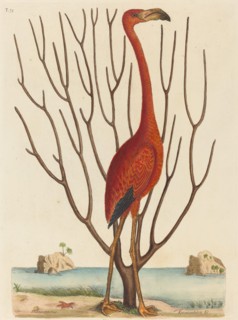 The Flamingo (Phoenicopterus ruber), published 1731-1743.