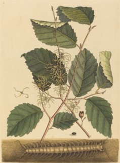 Centipede (Scolopendra morsitans), published 1731-1743.