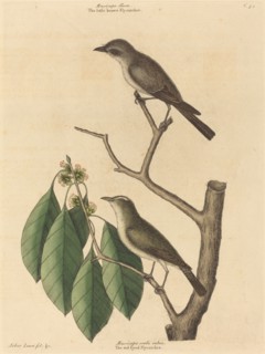 The Little Brown Flycatcher, published 1731-1743.