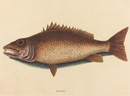 The Mangrove Snapper (Labrus griseus), published 1754.