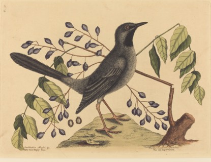 The Red Legged Thrush (Turdus plumbeus), published 1731-1743.