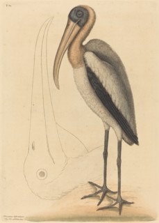The Wood Pelican (Tantalus Loculator), published 1731-1743.