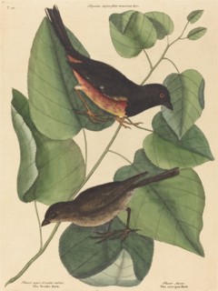 The Towhe Bird (Fringilla erythrophthalma), published 1754.