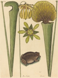 The Land Frog (Rana), published 1731-1743.