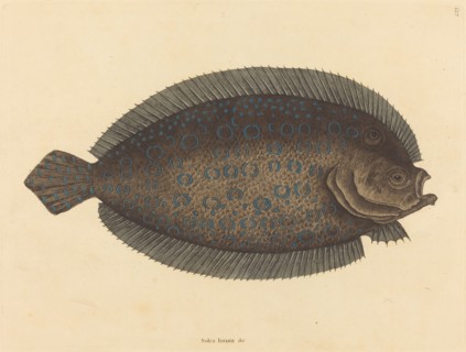 The Sole (Pleuronectes lunatus), published 1731-1743.