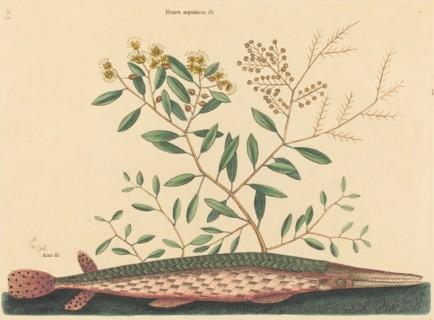 The Green Gar Fish (Esox osseus), published 1731-1743.