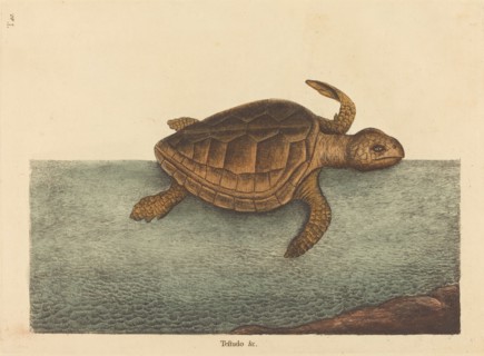 The Logger-head Turtle (Testudo Cavanna), published 1731-1743.