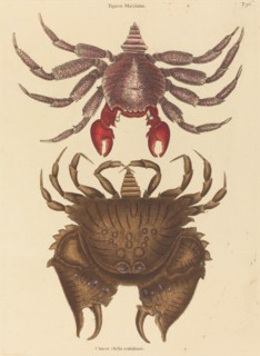 Red Mottled Rock-crab (Cancer grapsus), published 1731-1743.