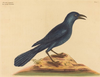 The Purple Jack Daw (Gracula Quiscula), published 1731-1743.