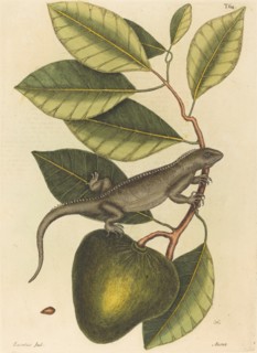 The Guana (Lacerta Iguana), published 1731-1743.