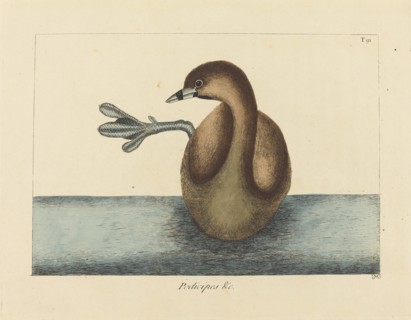 The Pied-billed Dobchick (Colymbus podiceps), published 1731-1743.