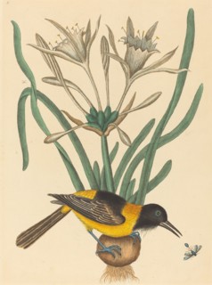 The Yellow and Black Pye (Oriolus Icterus), published 1731-1743.