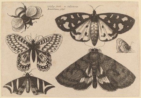 Three Moths, Two Butterflies, and a Bumble Bee, 1646.