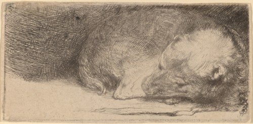 Sleeping Puppy, c. 1640.
