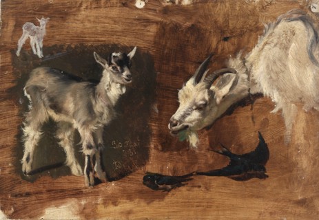 Goats.