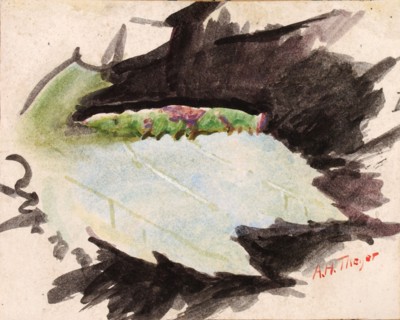 Heterocampa Biundata, Walker, study for book Concealing Coloration in the Animal Kingdom, n.d.