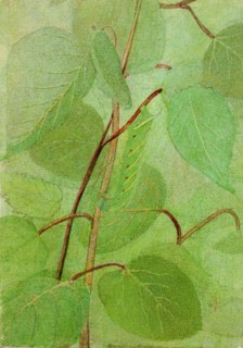 Sphinx Caterpillar, study for book Concealing Coloration in the Animal Kingdom, n.d.
