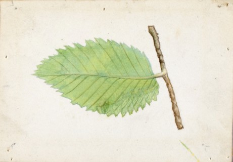 Jagged Leaf Edge Caterpillar, study for book Concealing Coloration in the Animal Kingdom, late 19th-early 20th century.