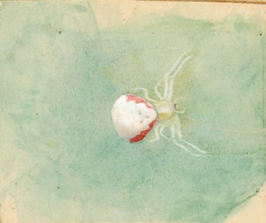 Porcelain-White Spider, late 19th-early 20th century.