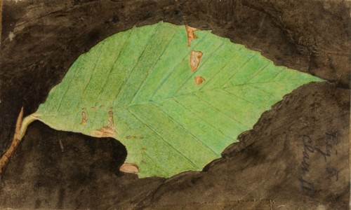 Smaller Spotted Beach Leaf Edge Caterpillar, study for book Concealing Coloration in the Animal Kingdom, late 19th-early 20th century.