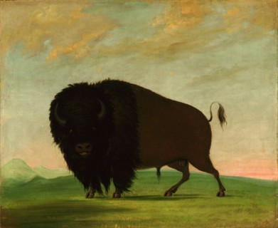Buffalo Bull, Grazing on the Prairie, 1832-1833.