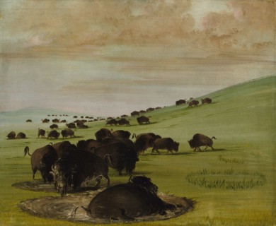 Buffalo Bulls in a Wallow, 1837-1839.