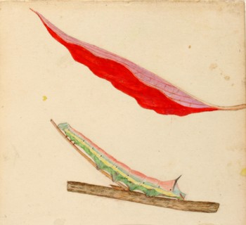 Mirror-Back Caterpillar, study for book Concealing Coloration in the Animal Kingdom, early 20th century.