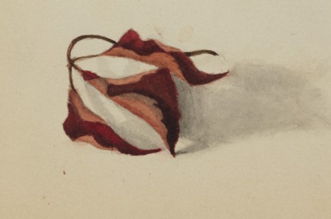 Untitled (Curled Autumn Leaves), 1872.