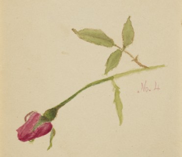 Untitled (Rose), 1872.