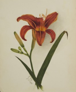 Untitled (Lily), 1875.