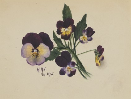 Untitled (Pansies), 1875.