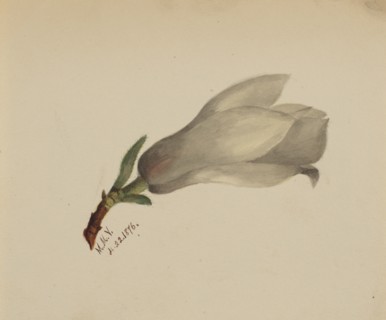 (Untitled--Flower Study), 1876.