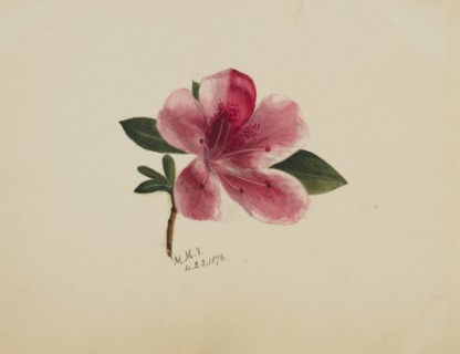 (Untitled--Flower Study), 1876.