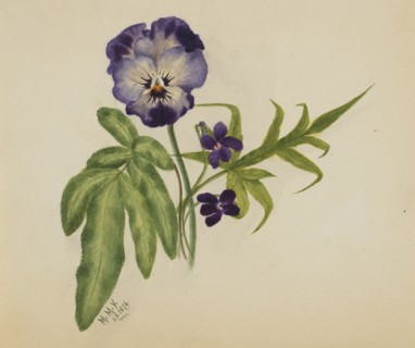 Untitled (Pansy), 1876.