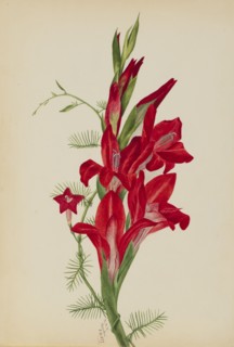 Cannas and Cypress Vine (Canna species and Ipomoea quamoclit), 1877.