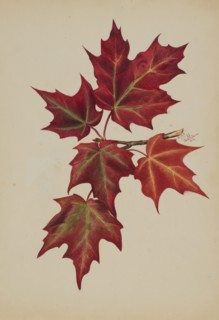 Untitled (Autumn Leaves), 1877.