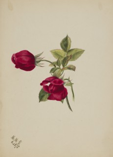 (Untitled--Rose), 1878.