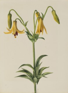 Canada Lily (Lilium canadense), 1878.