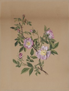 Rose Mallow (Hibiscus moscheutos), 1878.