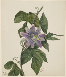 (Untitled--Flower Study), 1879.