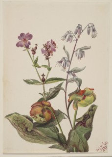 Meadow Beauty (Rhexia virginica), Rattlesnake Roat (Nabalus albus), Pitcherplant (Sarracenia purpurea), 1880.