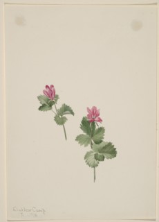Rubus articus, 1881.