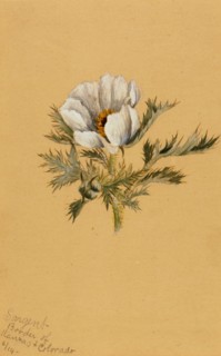 (Untitled) (Flower Study), 1883.