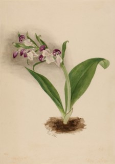 Showy Orchids (Orchis spectabilis), 1885.